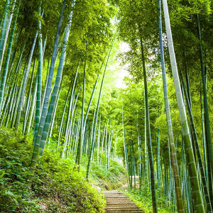 健康有氧顶固家居 从“竹”做起