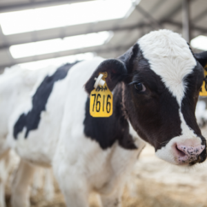 品质源于较真儿 蒙牛以高品质成就乳业“排头兵”