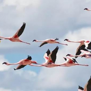 叶檀：跟着华夏幸福 找到正确的职业迁徙图