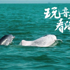 首个沙滩公益主题音乐节 和2018北部湾（钦州）迷笛音乐节一起保护白海豚