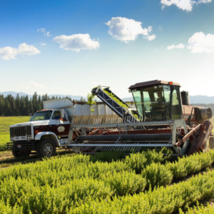 悠乐芳：来自大自然的纯净精油 香氛净化的美学生活