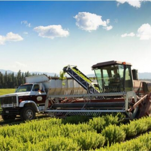 悠乐芳：纯净精油 增添幸福浪漫氛围