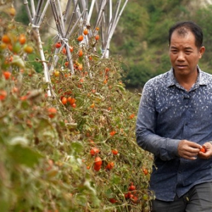 美菜精准扶贫 助销广西田阳番茄
