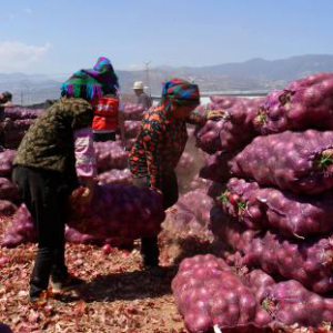 美菜网精准扶贫助销凉山洋葱