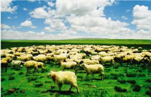 巴达日夫打造绿色农牧业商城，携手公信中国寻求新发展