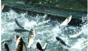 房元喧强势打造互联网＋渔药平台，促进我国渔药行业转型