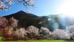 中国农家院商城正式上线，欢迎广大商户入驻加盟