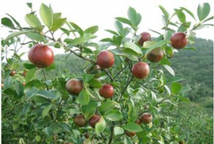 油茶商城全新上线，欢迎商家入驻体验!