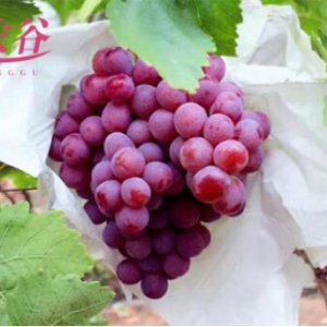 贝侬谷打造品牌效应，带动高原水果产业蓬勃发展