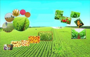 “互联网+三农商城”，带您进入不一样的农业平台