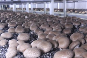 洋松茸刺身褐菇走俏市场，鲜香味美唇齿留香