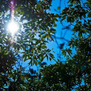 处暑将至 如何秋补而不秋膘