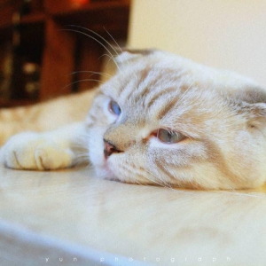 猫猫内心戏 扫一下就知道！