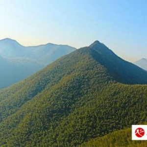 山里仁山核桃产业之路背后的思考