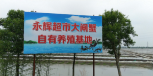 食蟹季来临 永辉源头直采确保大闸蟹质优价美