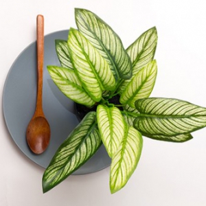 轻食3.0时代来临，藜麦君带来不一样的“色香味”