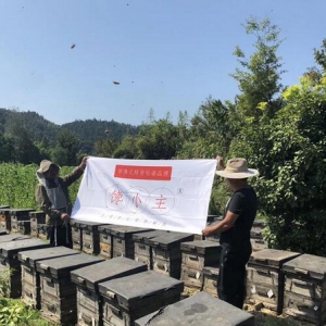 走出大山的蜂农，让馋小主养蜂人不在那么神