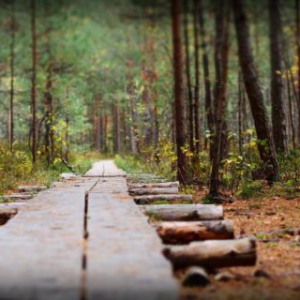 30年防腐承诺 迪菲亚进口芬兰木使用寿命更长久