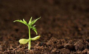 中国水溶肥平台即将上线，引领肥业发展新趋势