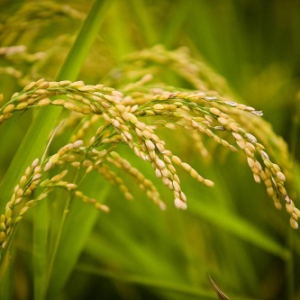 五粮液：汇集中国传统“五”文化元素