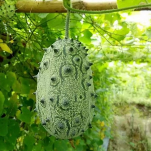 火瓜(火参果)丹霞山基地绿意盎然