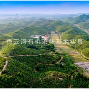 香云河​山茶油，金砖品质纯茶油