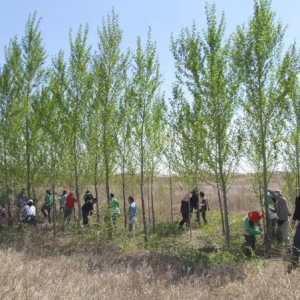 富士胶片沙漠绿化行动迎来第22年 助力全球植被“逆生长” 行业信息