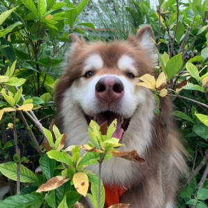 王可可失宠？在淘宝好着呢！网红萌宠扎堆入淘掀“它经济”新热潮