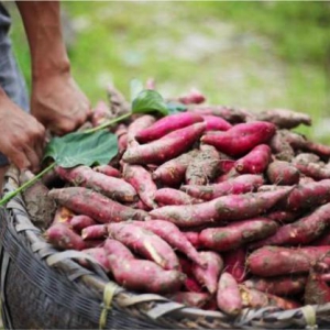 春天不减肥，夏天徒伤悲，淘宝吃货一周抢光140万斤番薯