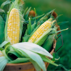 阿里“亩产一千美金”助推现代化农业 贫困县万余农民收益增25倍