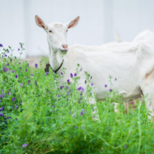 红星美羚宣布产品包装升级，羚恩贝贝全新形象强化中国羊奶之美