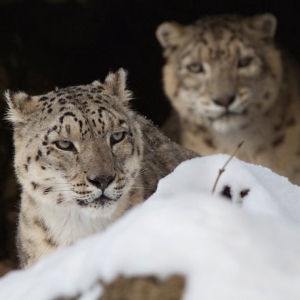 爱是不打扰 施华洛世奇光学用科技实现人与自然和谐共生
