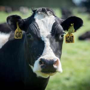 乳企扎堆杀入低温奶线上市场 光明在天猫销售额同比猛增70倍