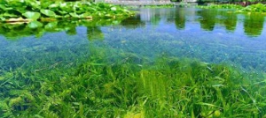 农村污染攻坚时期，医疗废物处置不当易造成污染再升级