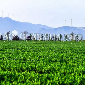 以品质树典范 深度解析小罐茶的现代派思维