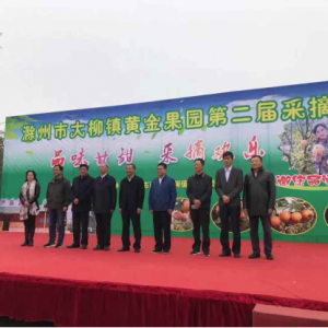 滁州黄金梨金秋采摘正当时，京东直播走进中国食品之都