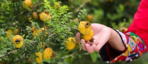 重磅!500亿规模国企宏财牵头发展刺梨产业 迎来新发展