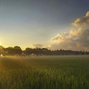 令人向往的田园生活，大概是这样…