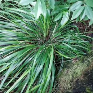 江西俞跗堂野生中药材基地自然库纪事之“开心草”