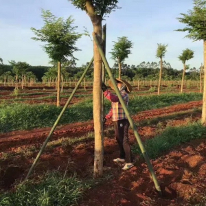 无推广无宣传，10天注册会员13万，认养呗平台是怎么做到的