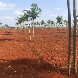 1000棵黄花梨树免费认养10分钟被抢光