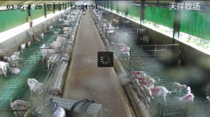 互联网理财平台天祥牧场为什么这么火？