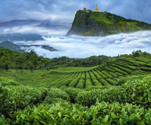 2020春茶已至，竹叶青如何跨界“破圈”受青睐？