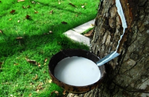 JACE乳胶含量95%行业新标杆