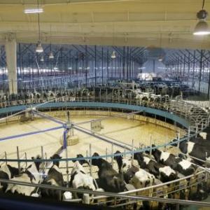 君乐宝战“疫”捐上亿元背后：创新推动中国乳业发展