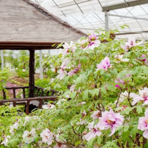 伊例家千株古牡丹树盛开 惊艳众人引热议