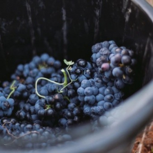 澳洲豹国际酒庄|酒业市场惨跌，澳洲葡萄酒为何能逆势生长？