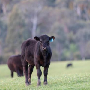 悠享牧业：开启云养牛模式，在澳洲认领自己的安格斯牛
