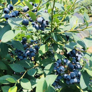 杭州蓝美|“小蓝莓、大蓝海”蓝莓全产业链深度之旅