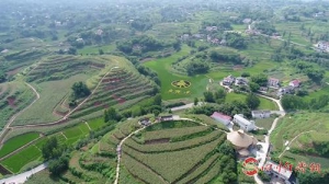 溯源解码 探访五粮液百万亩专用粮基地